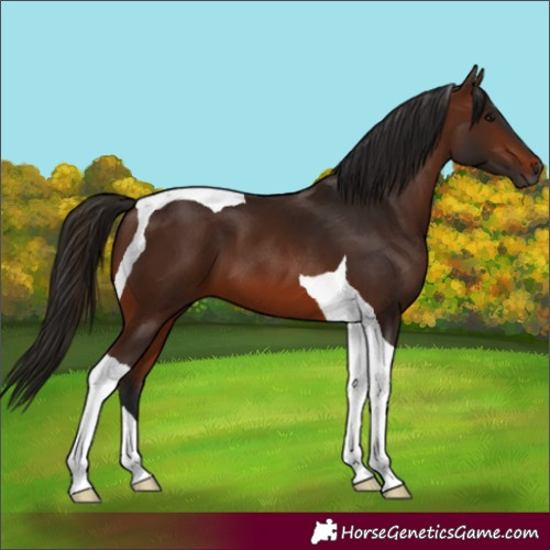 Horse Color:Gray Bay Tobiano 