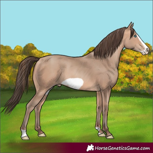 Horse Color:Amber Champagne Frame