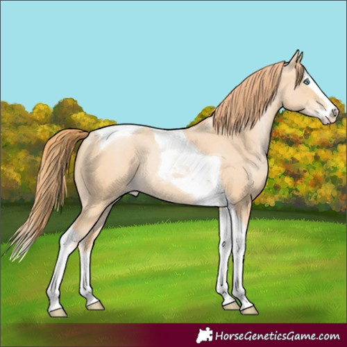 Horse Color:Buckskin Pearl Splash Tobiano