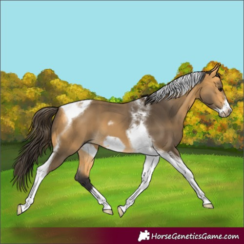 Horse Color:Buckskin Tobiano Frame