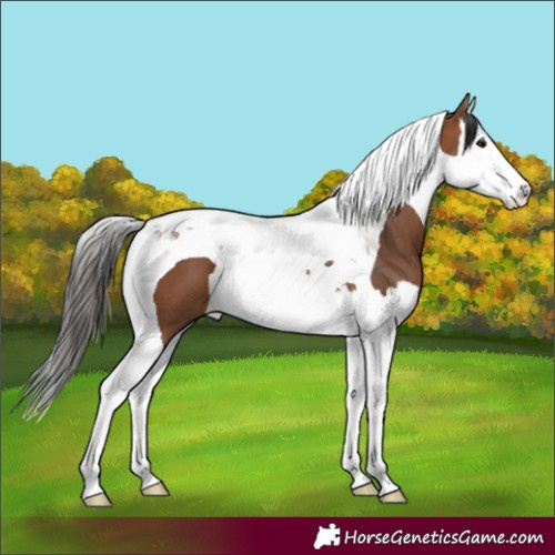 Horse Color:Bay Splash Tobiano 