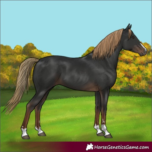 Horse Color:Gray Liver Chestnut 