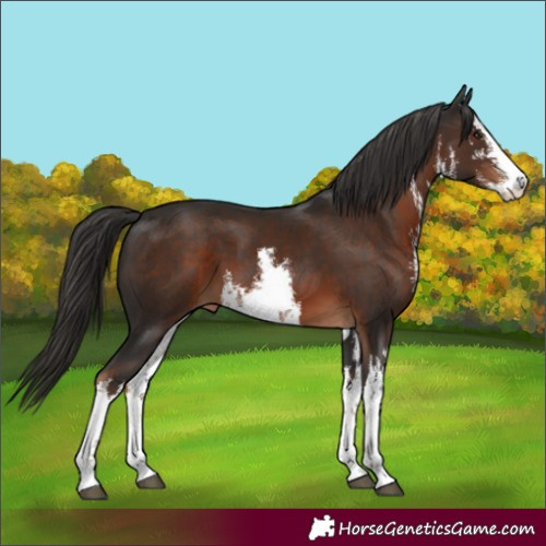 Horse Color:White Spotted Liver Chestnut 