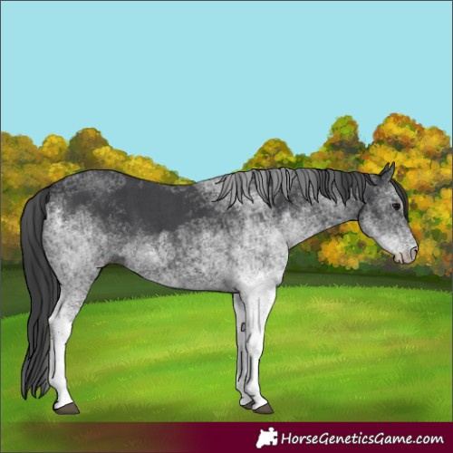 Horse Color:White Spotted Black 