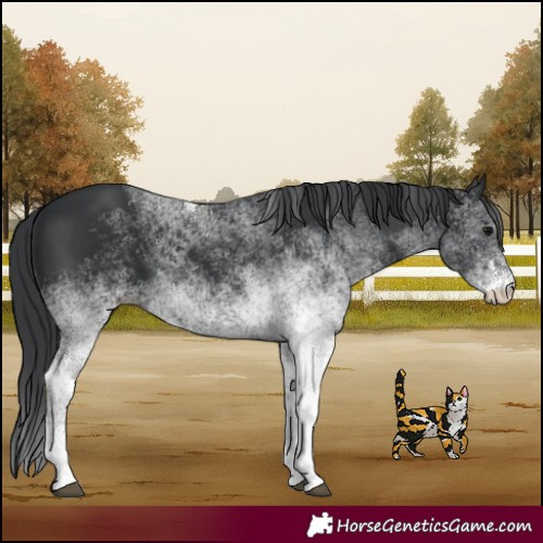 Horse Color:White Spotted Black 