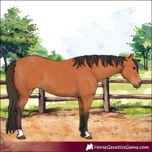 Horse Color:Bay 