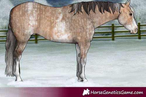 Horse Color:White Spotted Bay Dun Rabicano and White Spotted Bay Dun Splash Rabicano