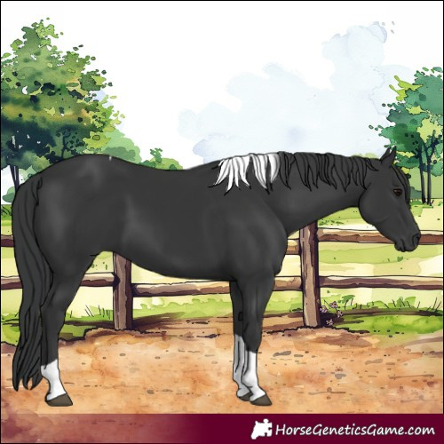 Horse Color:Black Tobiano