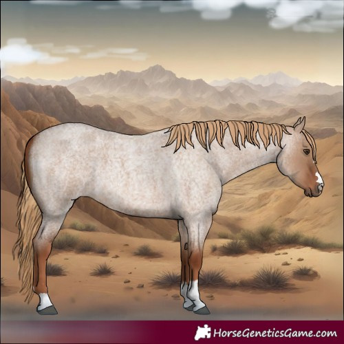 Horse Color:Red Dun Roan