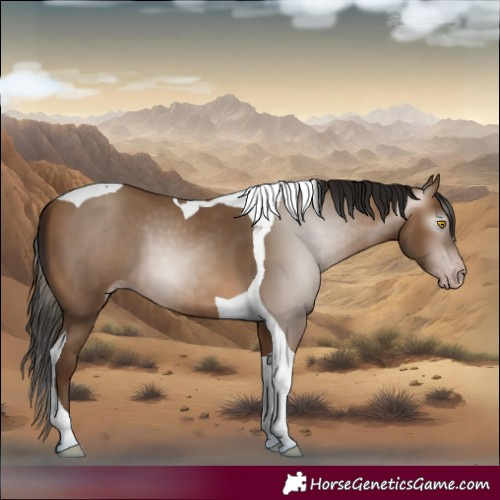 Horse Color:Gray Amber Champagne Tobiano
