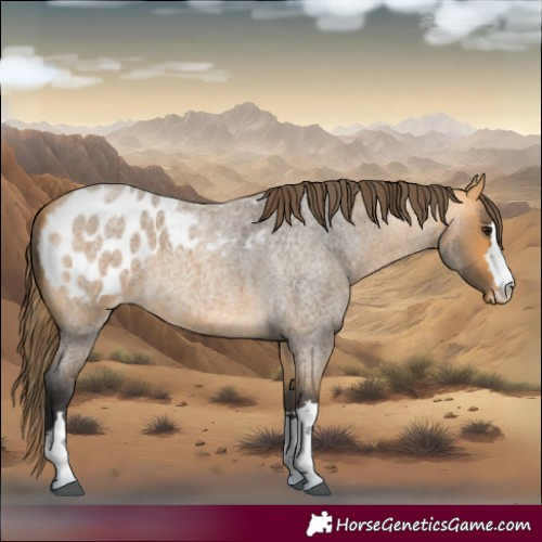 Horse Color:Buckskin Roan Appaloosa