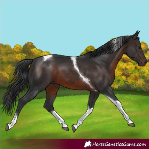 Horse Color:Brown Tobiano 