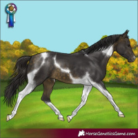 Horse Color:Buckskin Tobiano 
