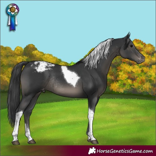 Horse Color:Black Tobiano Appaloosa Rabicano 