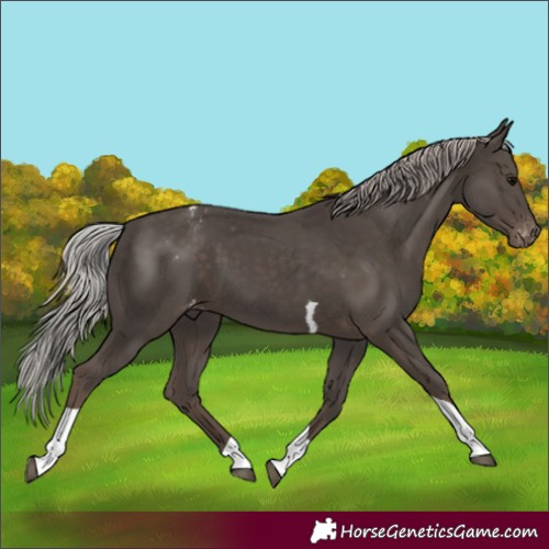 Horse Color:Silver Black Tobiano Appaloosa