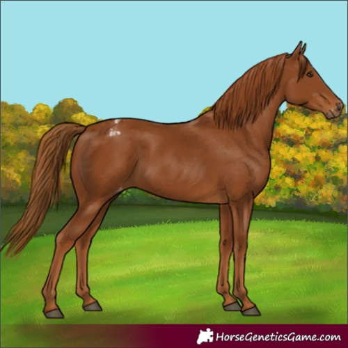 Horse Color:Gray Chestnut Appaloosa 