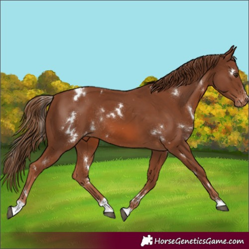 Horse Color:White Spotted Chestnut Appaloosa Rabicano