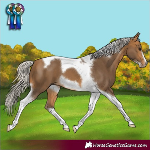 Horse Color:Silver Buckskin Tobiano Frame