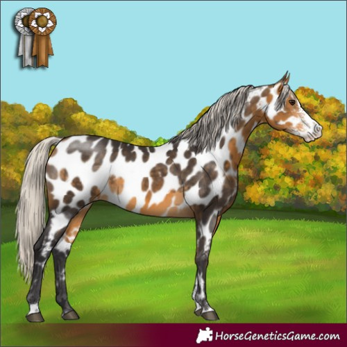 Horse Color:Silver Buckskin Sabino Near Leopard Rabicano