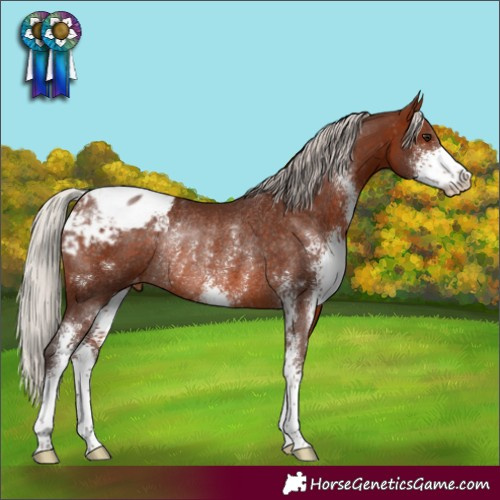 Horse Color:Silver Brown Sabino Appaloosa Rabicano 
