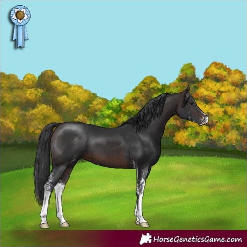Horse Color:Brown Sabino