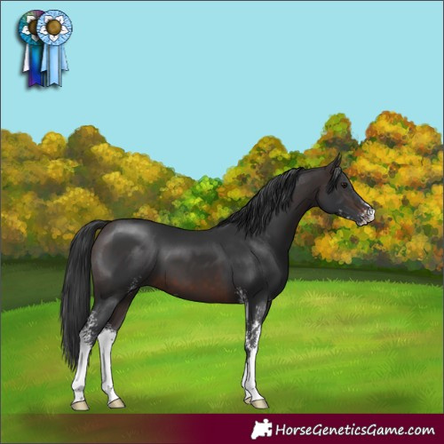 Horse Color:Brown Sabino 