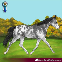 Horse Color:White Spotted Black Blanket 