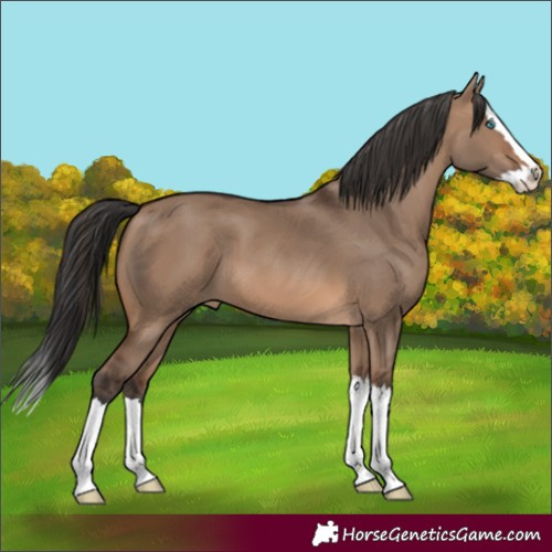 Horse Color:Brown Dun Splash