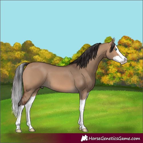 Horse Color:Bay Dun Splash