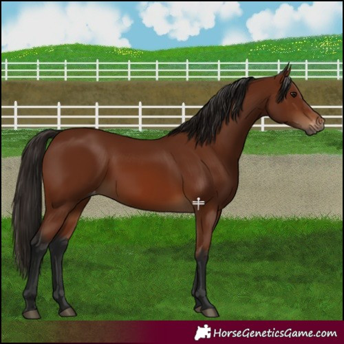 Horse Color:Gray Bay Varnish