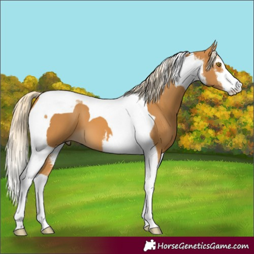 Horse Color:White Spotted Palomino Tobiano 