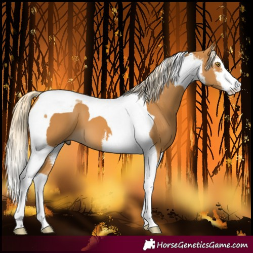 Horse Color:White Spotted Palomino Tobiano 