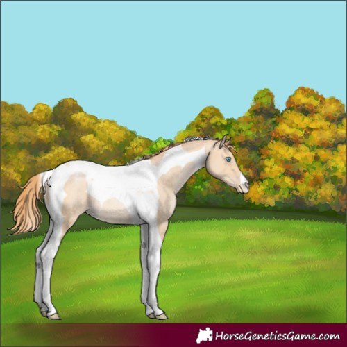 Horse Color:Buckskin Pearl Tobiano Rabicano 