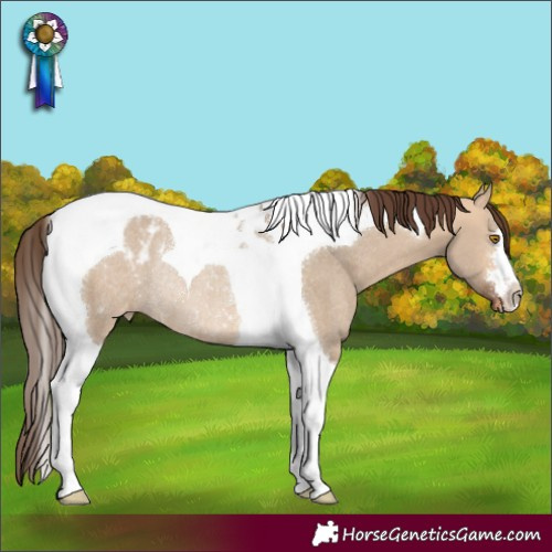 Horse Color:Bay Dun Tobiano Appaloosa Rabicano