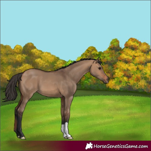 Horse Color:Bay Dun 