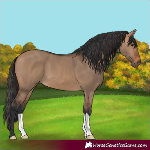 Horse Color:Bay Dun 