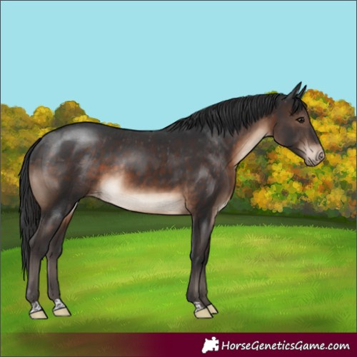 Horse Color:Brown Varnish Rabicano 