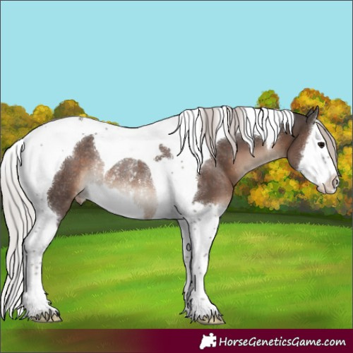 Horse Color:Silver Black Splash Tobiano Appaloosa Rabicano