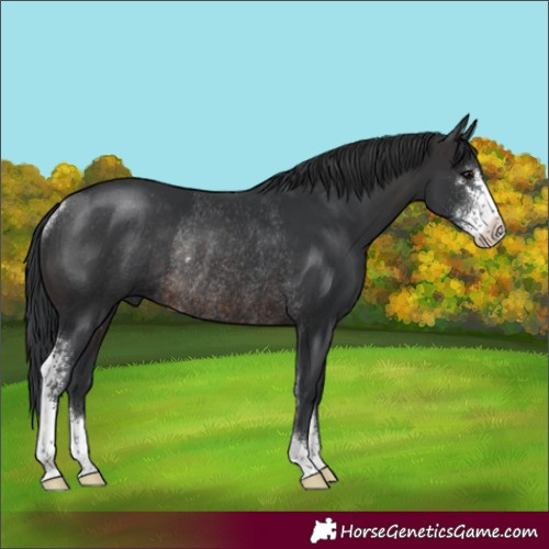 Horse Color:Brown Sabino Rabicano