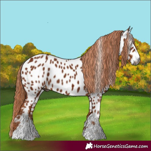 Horse Color:Gray Chestnut Near Leopard 