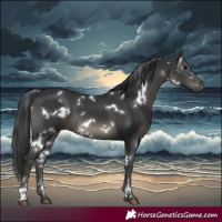 Horse Color:White Spotted Black 