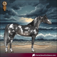 Horse Color:White Spotted Black 