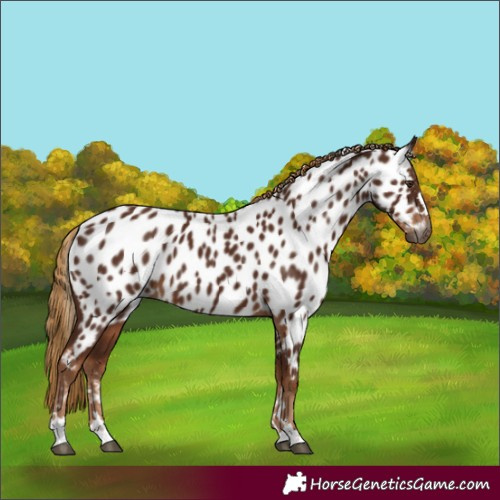 Horse Color:Gray Chestnut Appaloosa