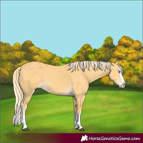 Horse Color:Palomino Dun Splash 