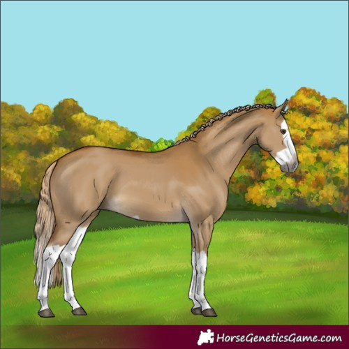 Horse Color:Gray Palomino Dun Splash 