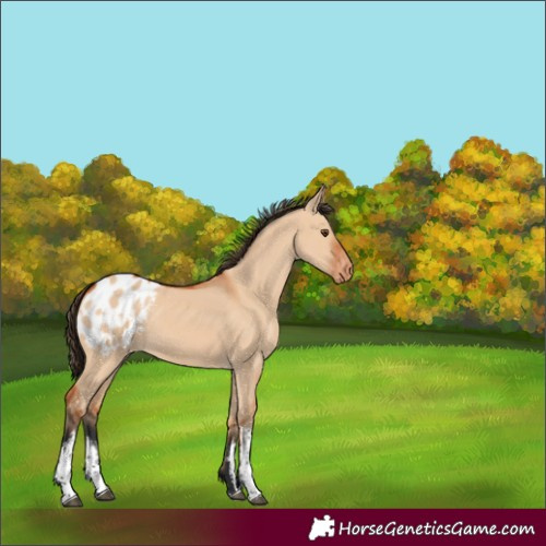 Horse Color:White Spotted Bay Dun Appaloosa 