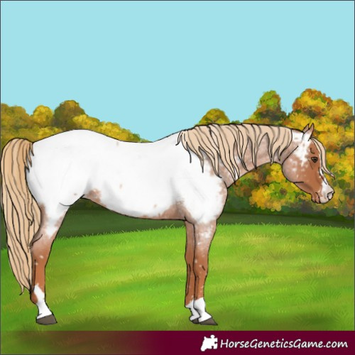 Horse Color:Red Roan Appaloosa 