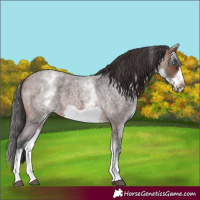 Horse Color:White Spotted Brown Roan Frame