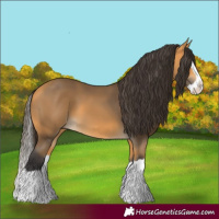Horse Color:Buckskin Splash 