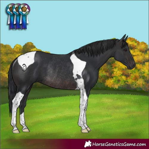 Horse Color:Brown Tobiano Rabicano